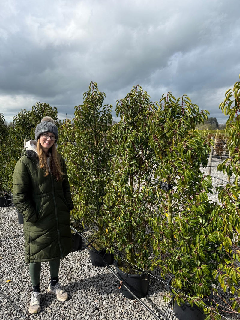 Portuguese Laurel Angustifolia 150/160cm Pot Grown Seconds