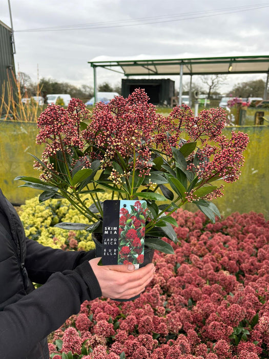 Skimmia Japonica Rubella 15cm Pot