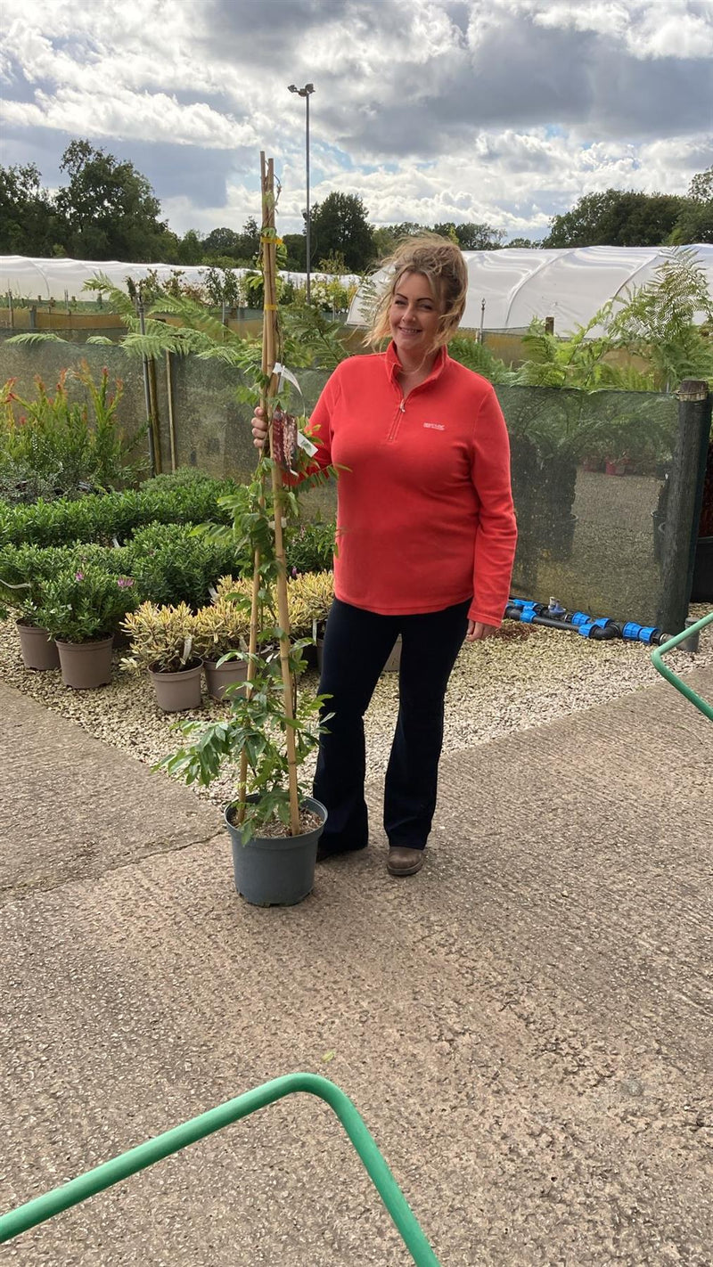 Wisteria Sinensis Alba 10 Litre Pot