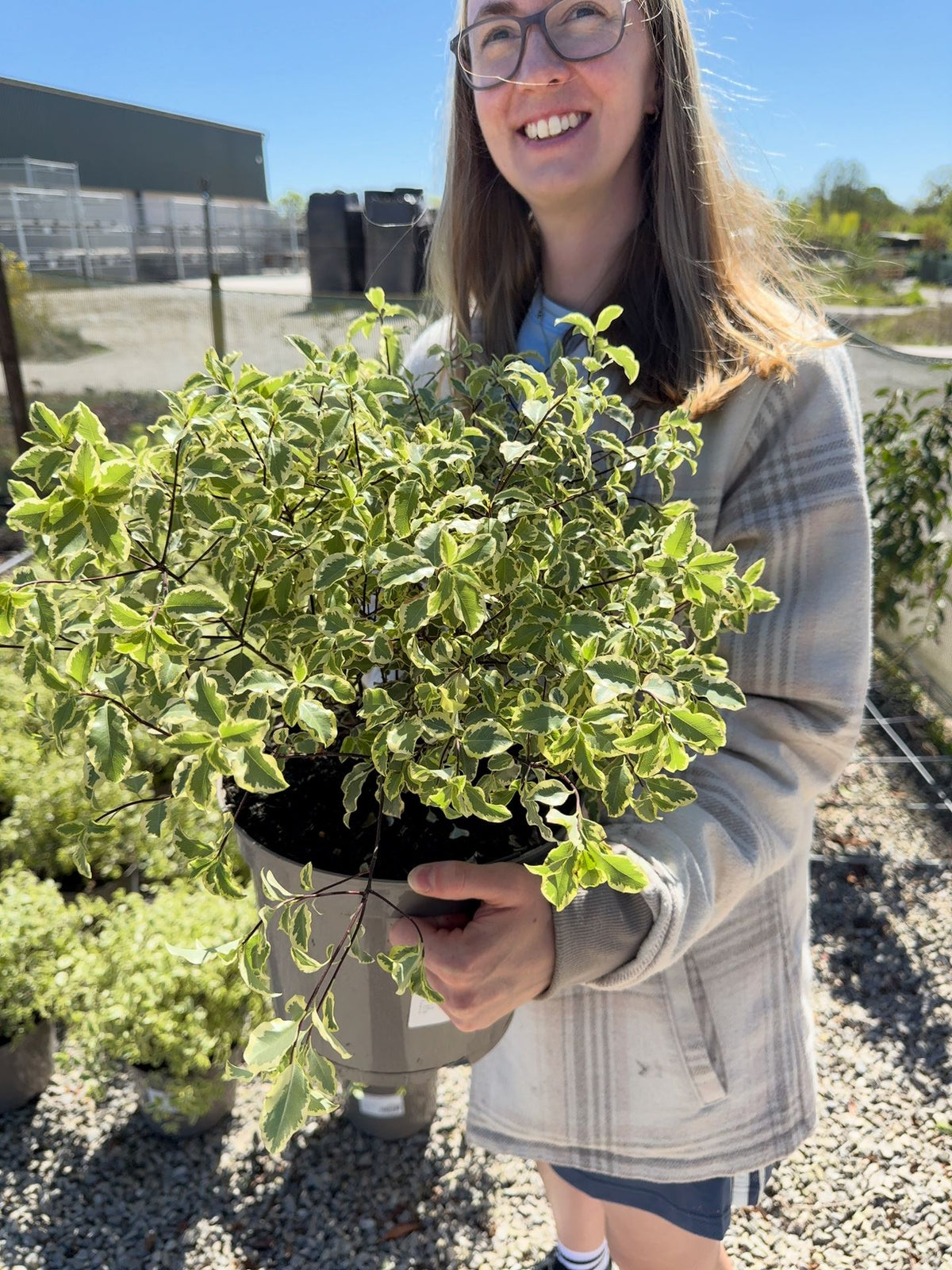 Pittosporum ten. Variegata 5 Litre Pot