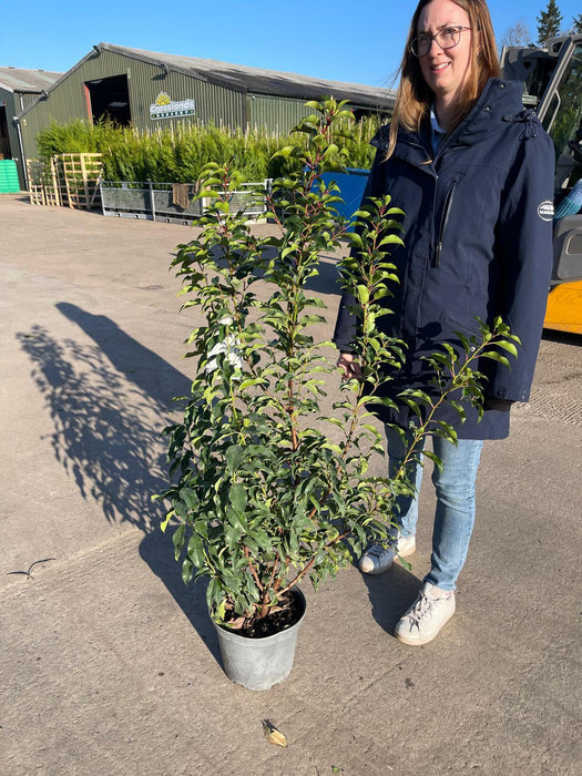 Portuguese Laurel Prunus Lusitanica 7.5 Litre 90/110cm