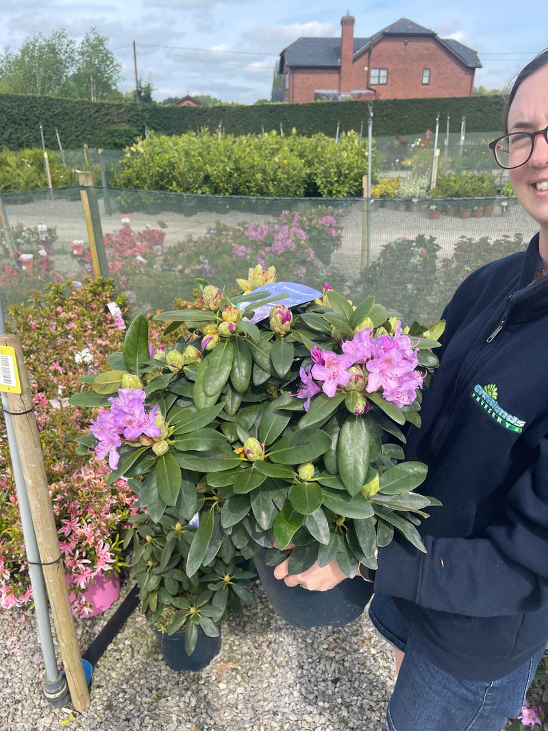 Rhododendron Hybrid Catawbiense Grandiflorum 5 Litre Pot