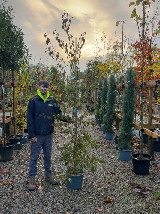 Betula Crimson Frost 15 Litre Pot