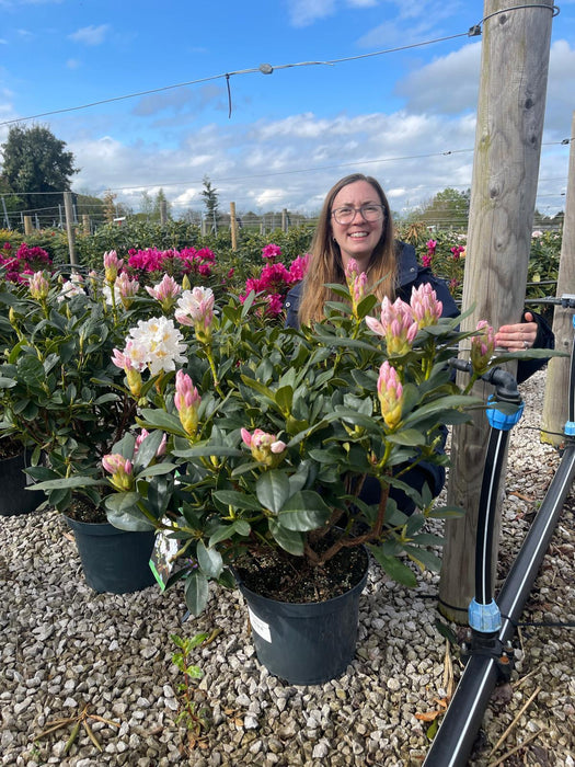 Rhododendron Hybrid Cunninghams White 12 Litre Pot