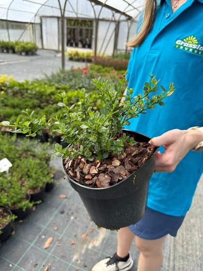 Ceanothus 'Skylark' - Californian Lilac 3 Litre Pot