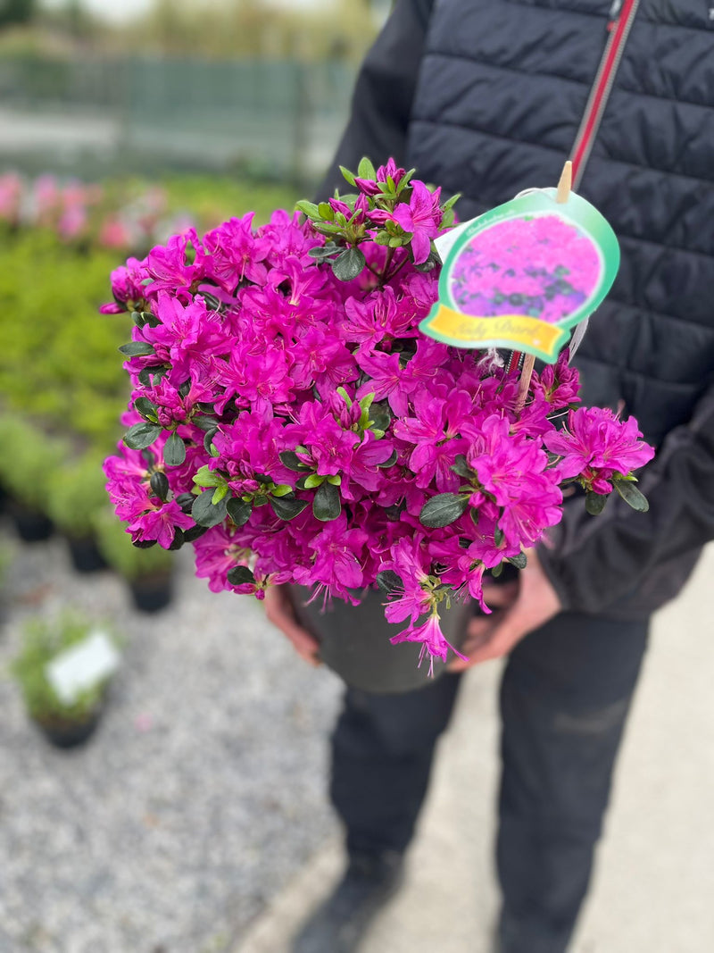 Azalea japonica Lady Dark 4.5 Litre Pot