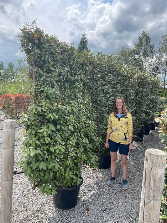 Elaeagnus Ebbingei Pleached Frame 200 x 130cm