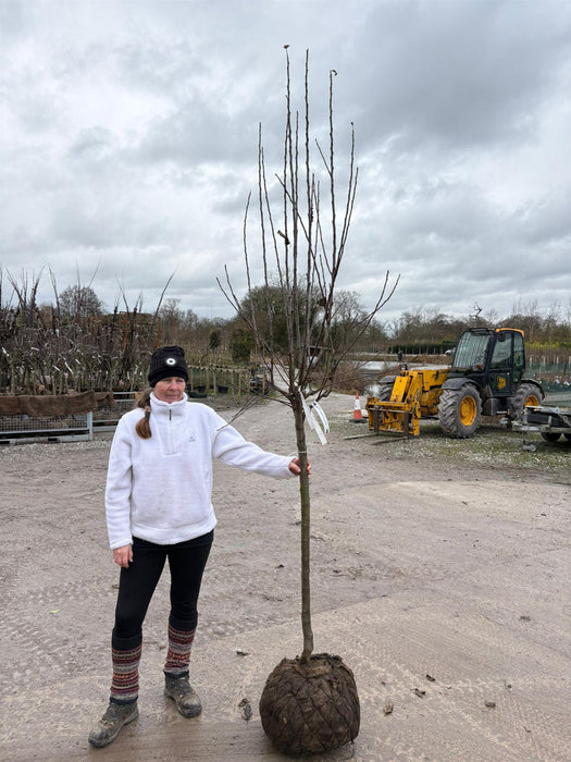 Apple Elstar Heavy Half Standard 12/14cm Girth Pot Growing Ready-Pre-Order June