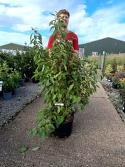 Callicarpa bod. Magical Deep Purple 20 Litre 100/125cm