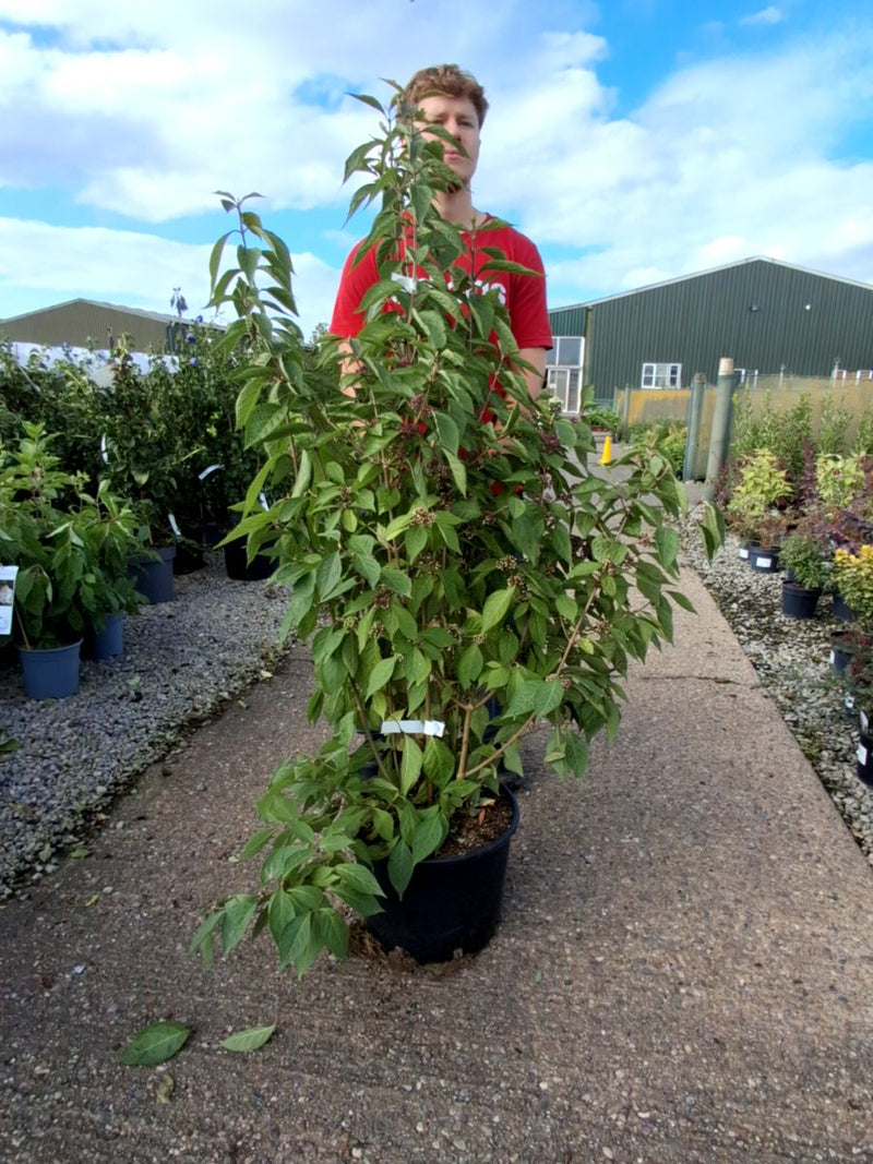 Callicarpa bod. Magical Deep Purple 20 Litre 100/125cm
