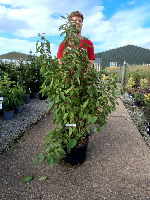 Callicarpa bod. Magical Deep Purple 20 Litre 100/125cm