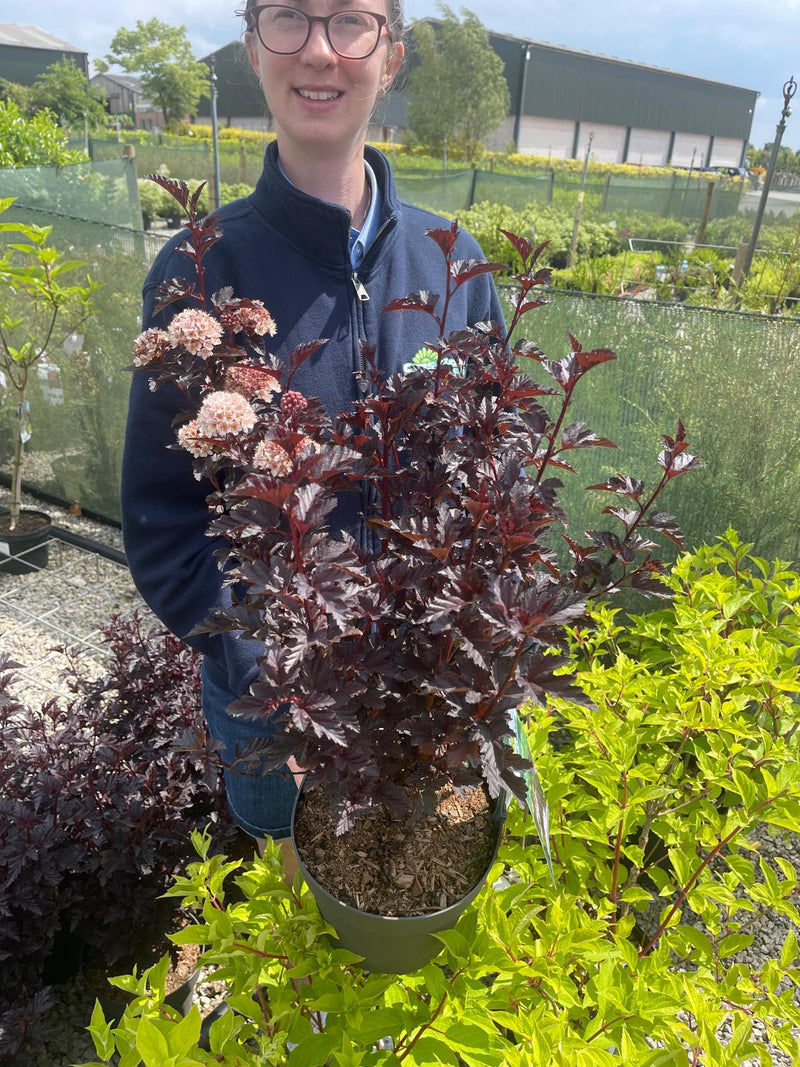 Physocarpus Panther 5 Litre Pot