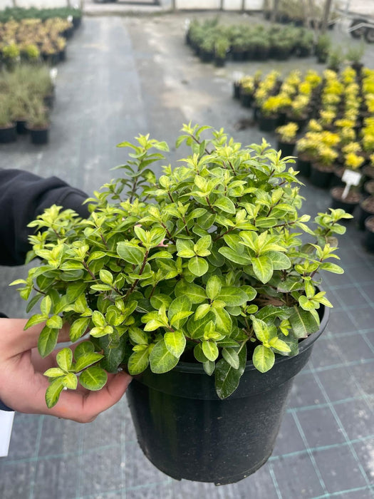 Pittosporum Ten. Golden Ball 5 Litre Pot
