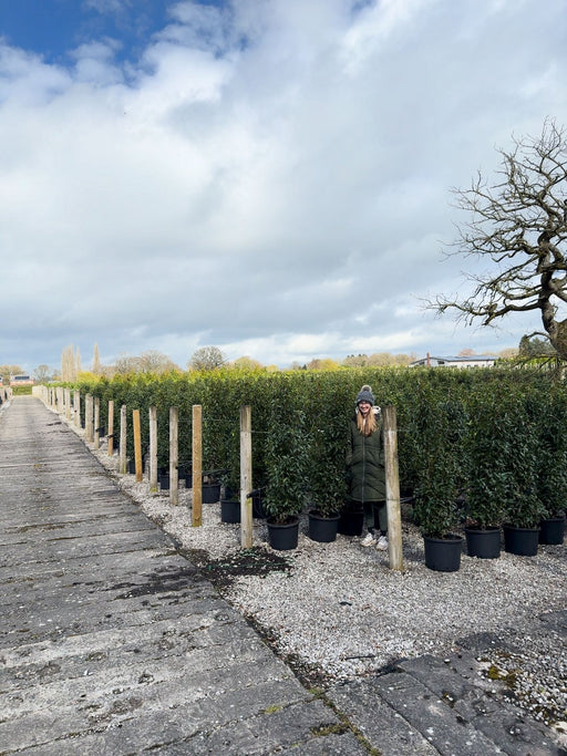 Portuguese Laurel Hedging 140/150cm Pre Order/Ready For June
