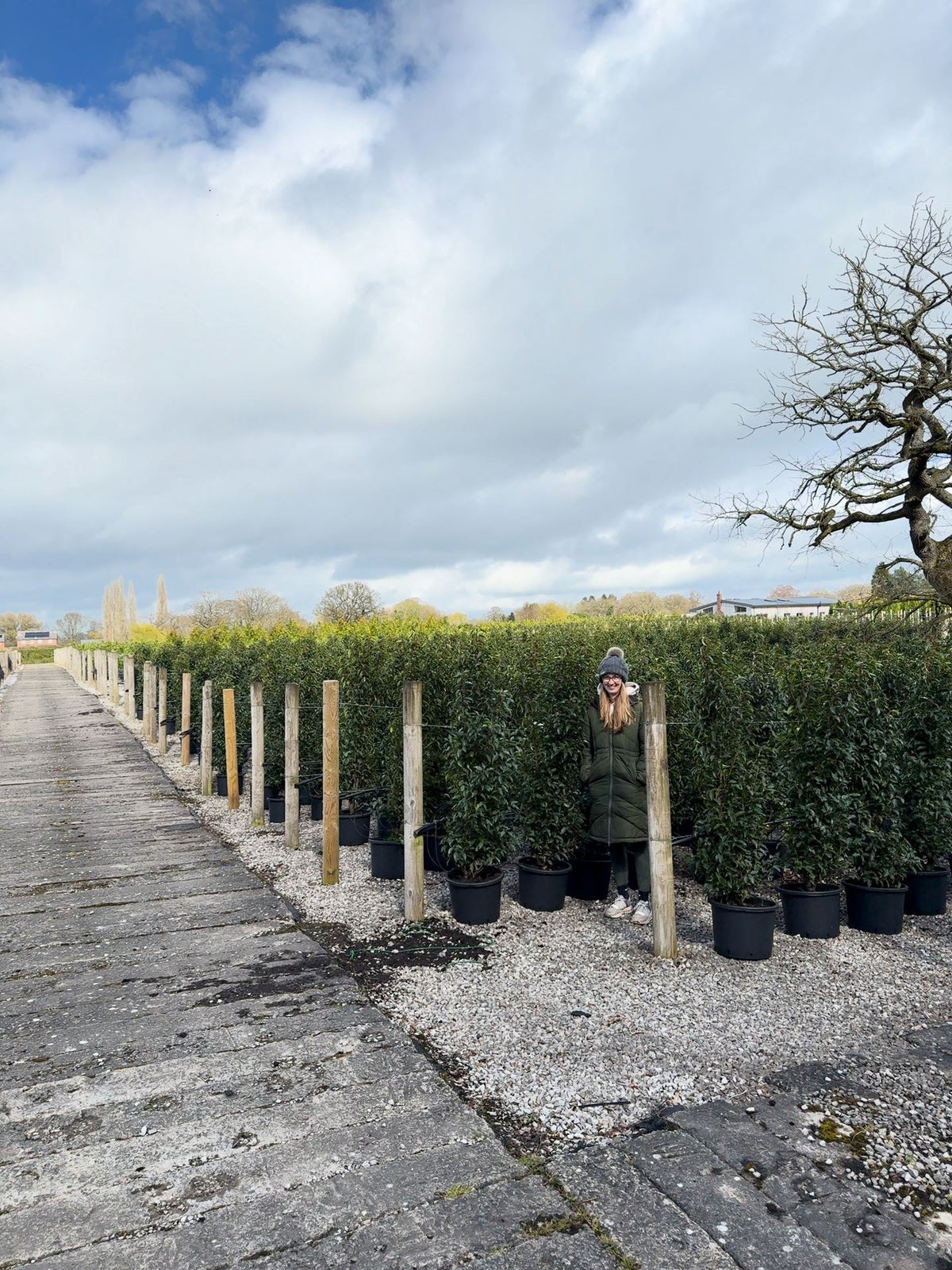 Portuguese Laurel Hedging 140/150cm 20 Litre Pot