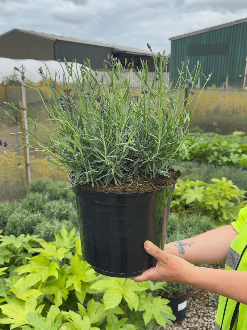 Lavender Angustifolia Hidcote 7.5 Litre Pot
