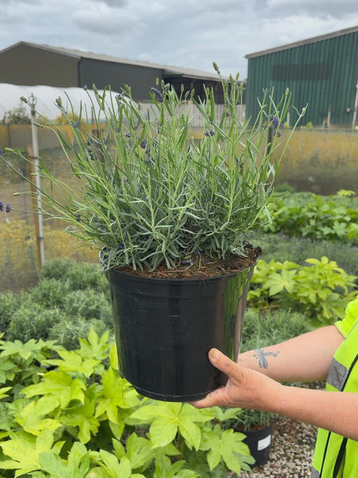 Lavender Angustifolia Hidcote 7.5 Litre Pot