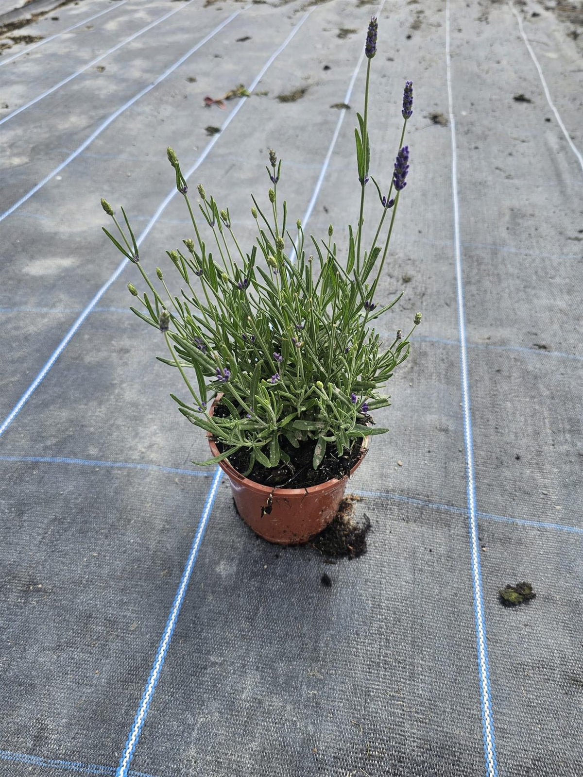 Lavender Angustifolia Munstead 1 Litre Pot