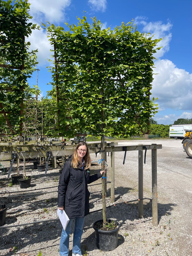 Carpinus Betulus Pleached Std 150 Stem With 150x150 Frame
