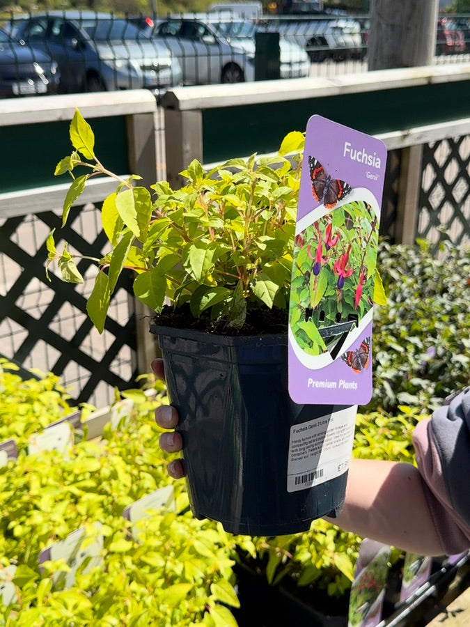 Fuchsia Genii 2 Litre Pot