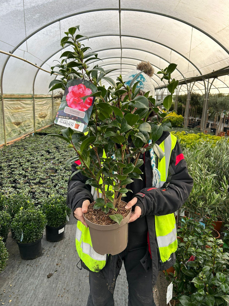Camellia Japonica Kasuga Yama 3 Litre Pot