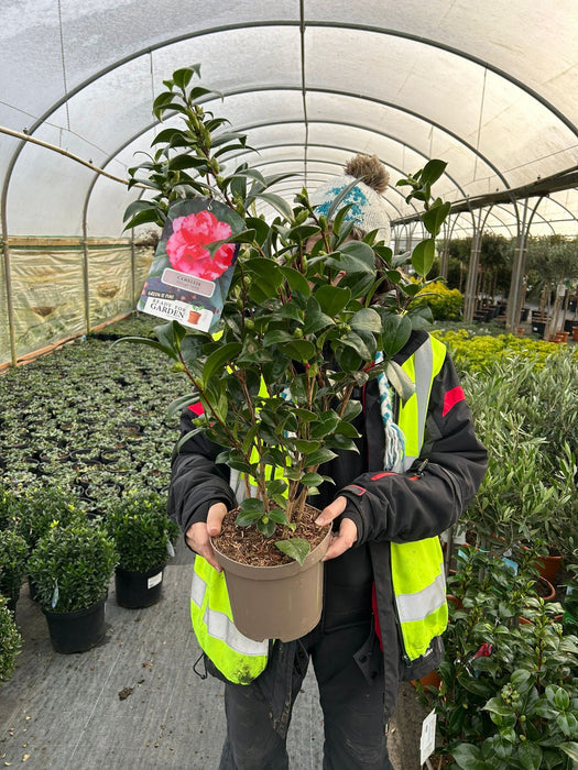 Camellia Japonica Kasuga Yama 3 Litre Pot