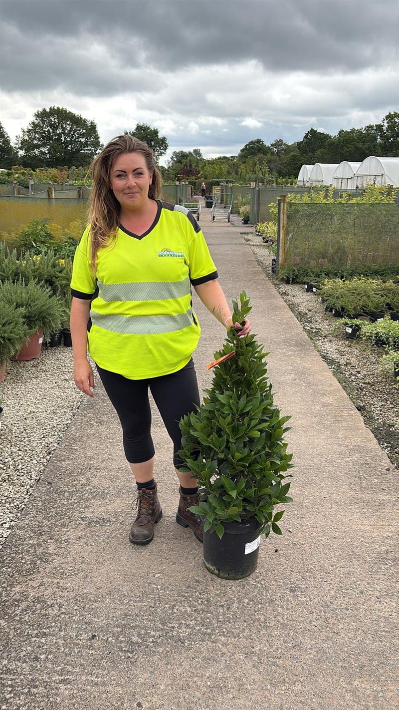 Laurus Nobilis Cone 8 Litre Pot 110 inc. Pot