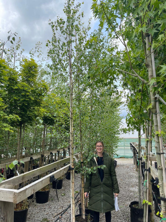 Betula Pendula 6/8cm Girth Std
