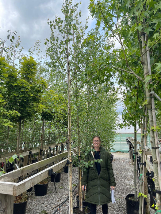 Betula Pendula 6/8cm Girth Std Rootballed