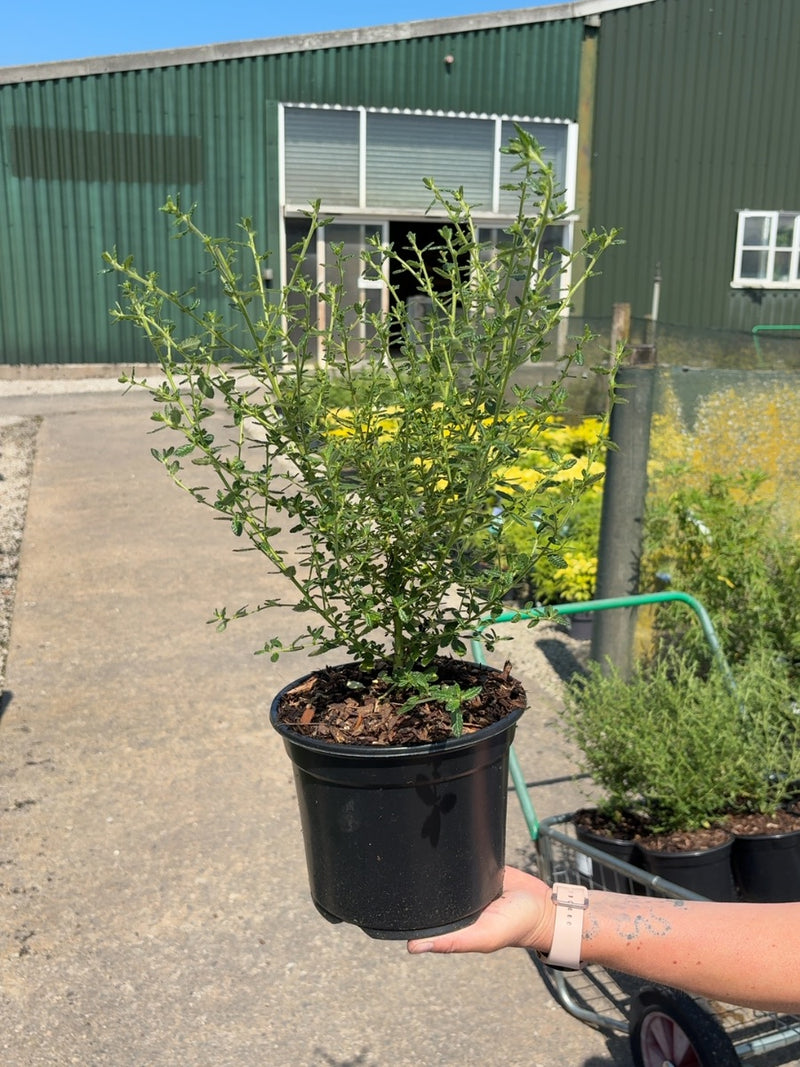 Ceanothus Puget Blue 3 Litre Pot
