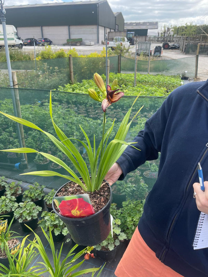 Hemerocallis Red Rum 3 Litre Pot