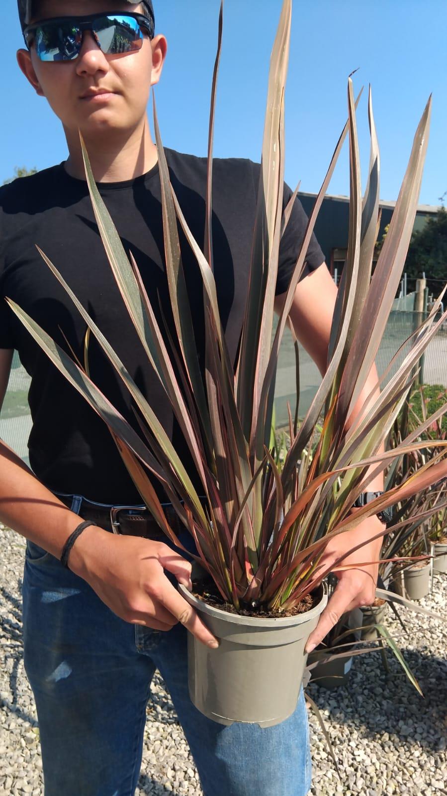Phormium Sundowner 5 Litre Pot