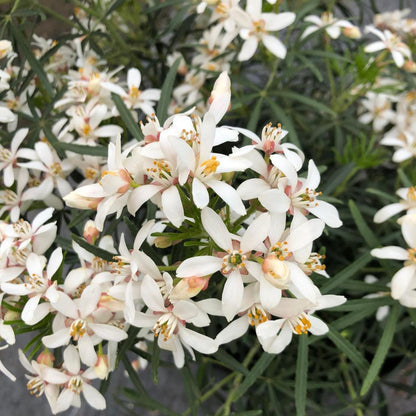 Choisya Ternata White Dazzler 10 Litre Pot
