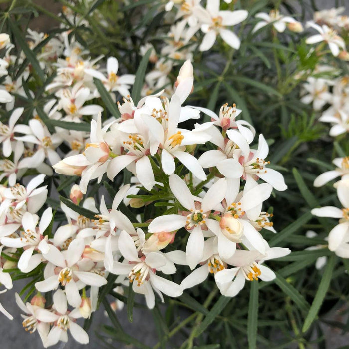 Choisya Ternata White Dazzler 10 Litre Pot