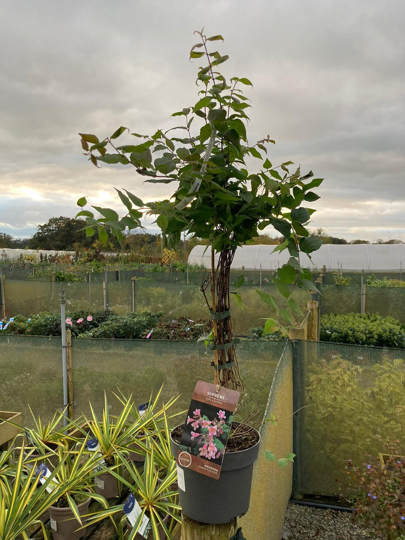 Kolkwitzia Pink Cloud 4 Litre Pot 40/60cm