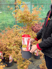 Acer Palmatum Sangokaku 3 Litre Pot