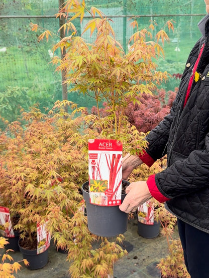 Acer Palmatum Sangokaku 3 Litre Pot