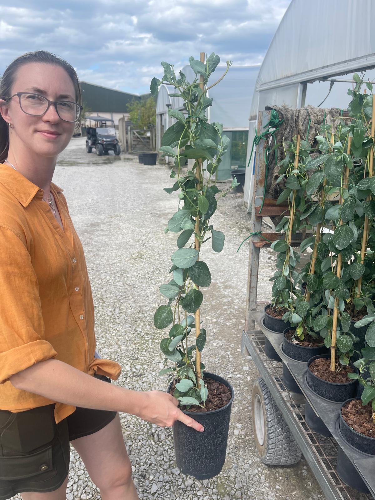Lonicera Brownii Dropmore Scarlet 3 Litre Pot