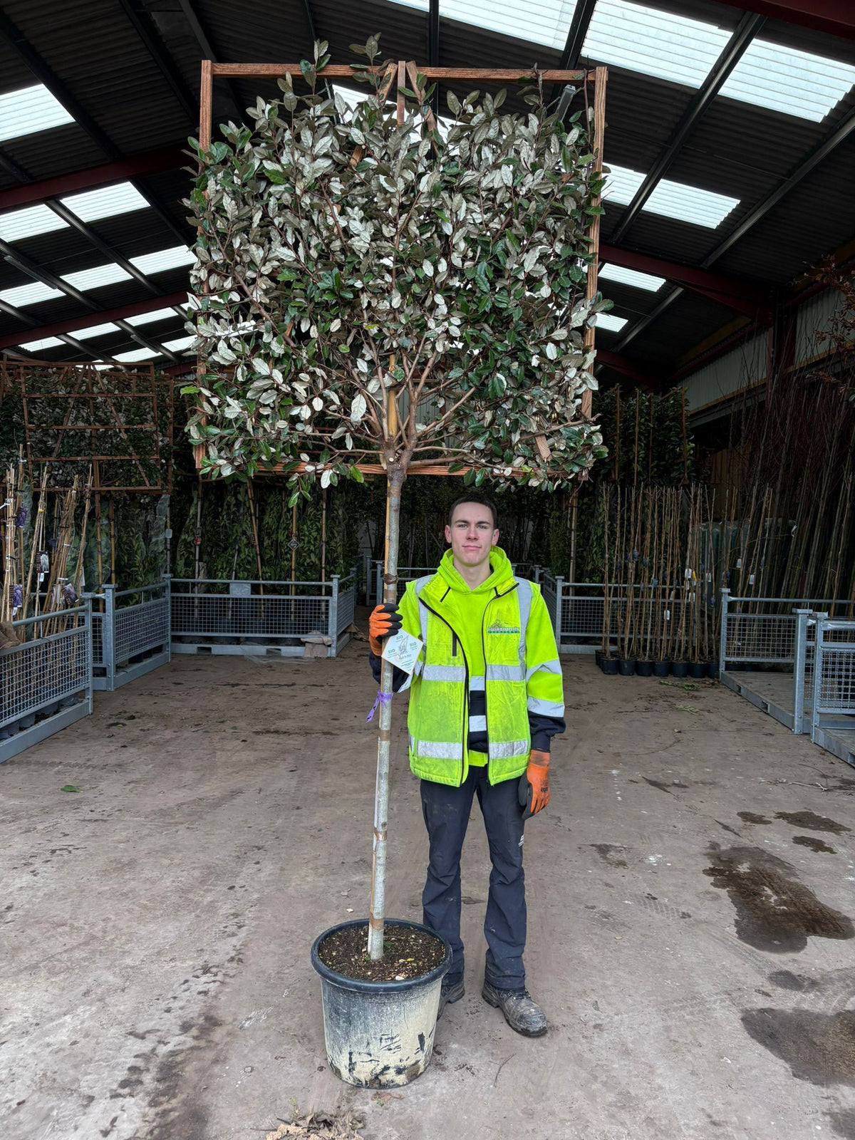Elaeagnus Compacta Pleached Standard 120cm Stem 120x120 Frame