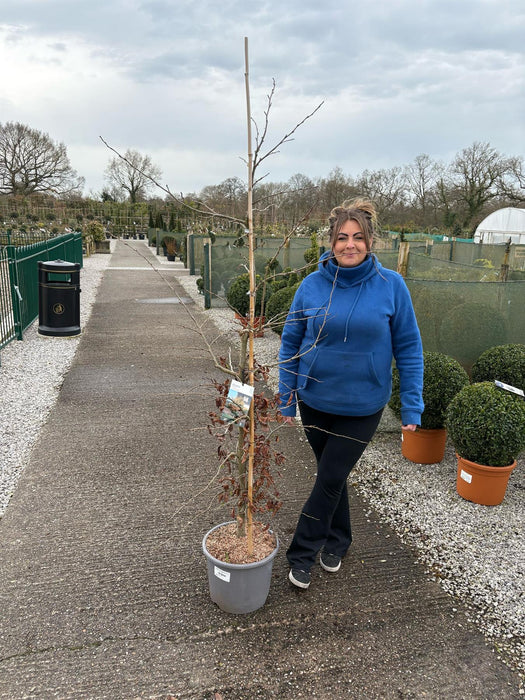 Parrotia Persica Vanessa 15 Litre Pot
