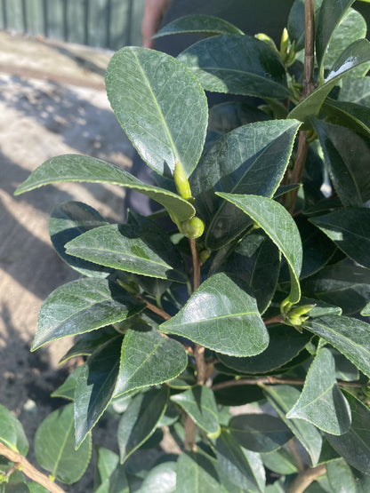 Camellia Japonica Black Lace 18 Litre Pot