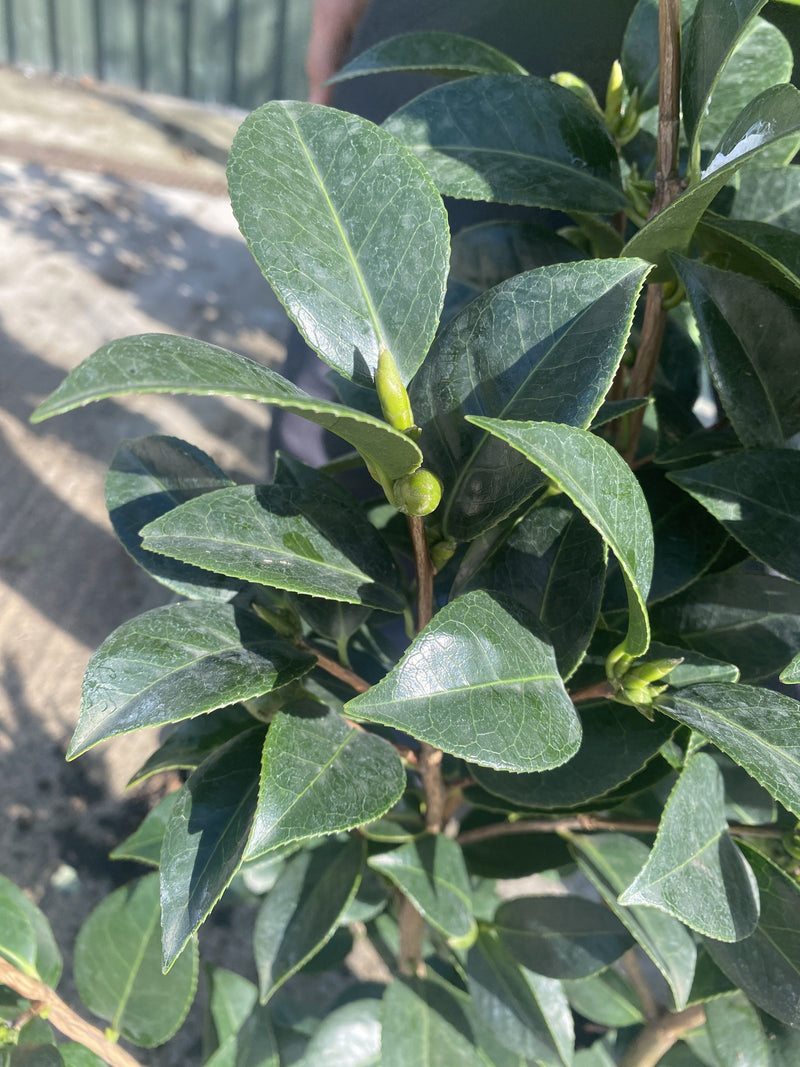 Camellia Japonica Black Lace18 Litre Pot