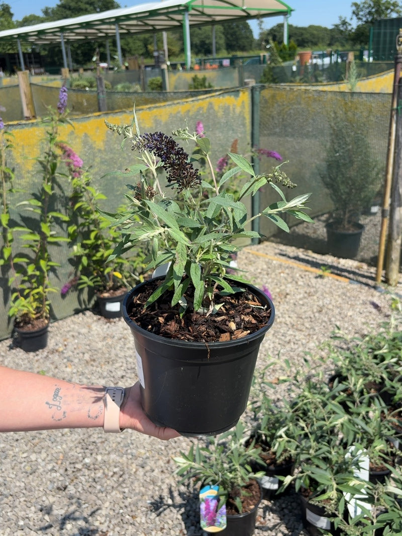 Buddleja Munchkin 3 Litre