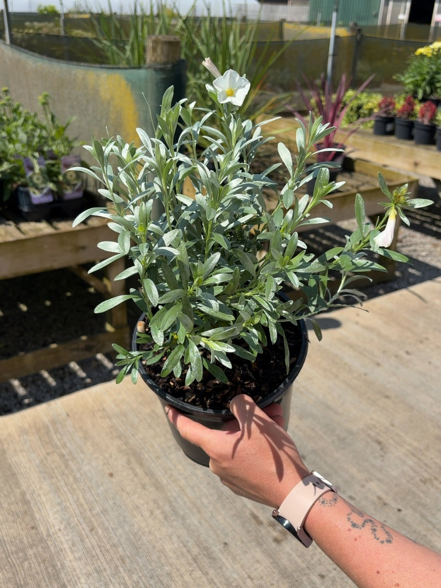Convolvulus Cneorum 3 Litre Pot