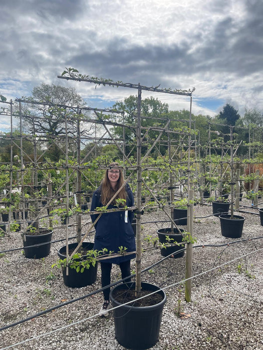 Apple Braeburn Espallier Pleached 150cm Wide, 180cm High, 5 Tiers Delivery Feb/March