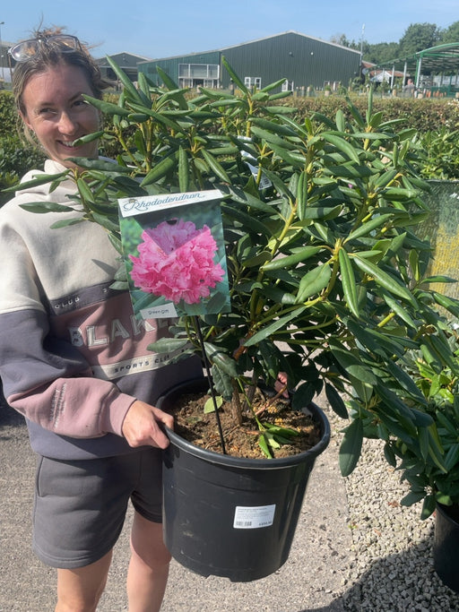 Rhododendron Hybrid 'Roseum Elegans' 20 Litre Pot