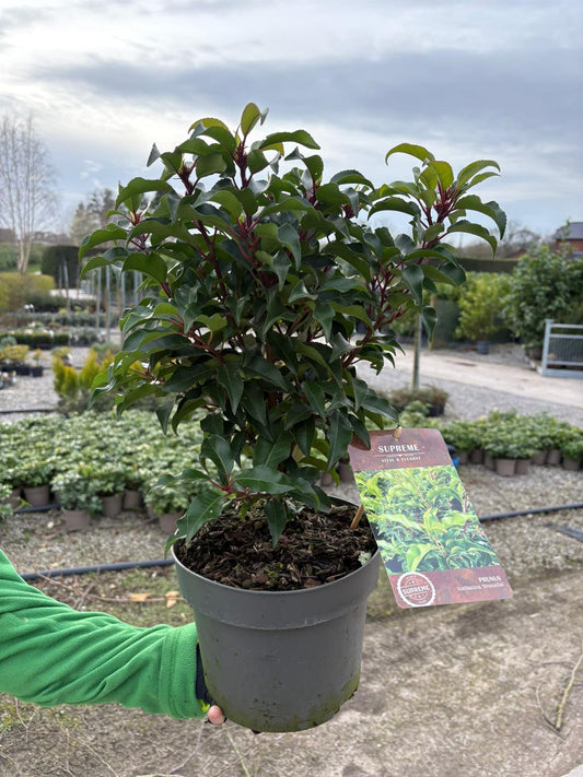Prunus Lusitanica - Portuguese Laurel  Brenelia 4.5 Litre Pot 40-60cm