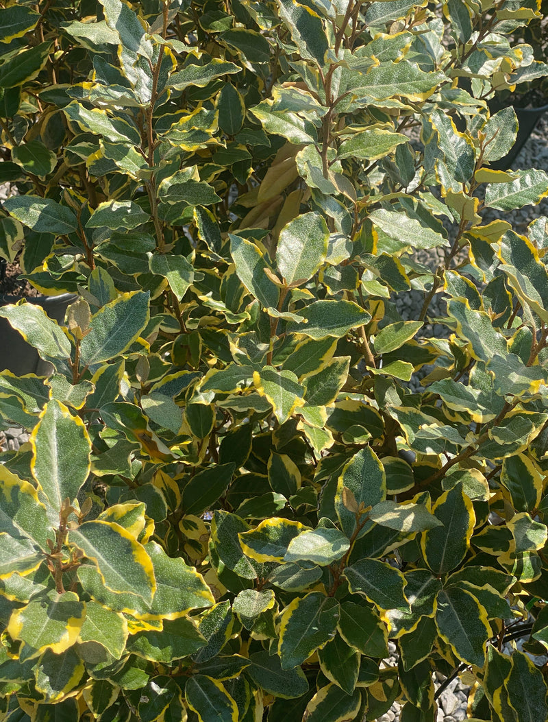 Elaeagnus x Vivileg 3.5 Litre Pot 35/40cm High