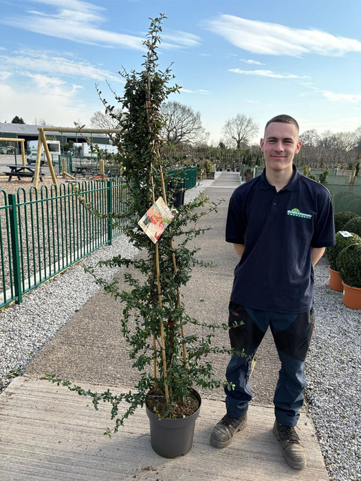Pyracantha Orange Sapphire 12 Litre Pot 150/175cm