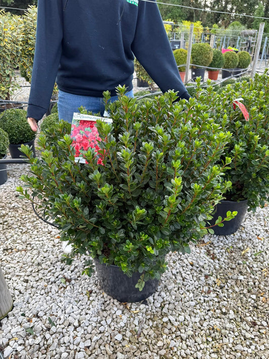 Azalea Japonica Stewartstonian 20 Litre Pot